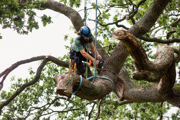 Mulching Services in Kensington, CT